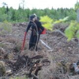 metsänistutusta