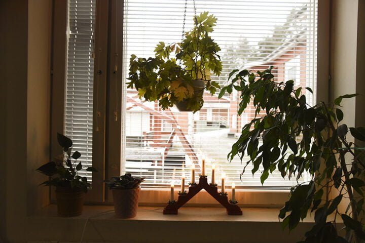 rinnekoti kukkia
