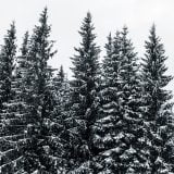 scenic view of pine forest with tall trees covered with snow on