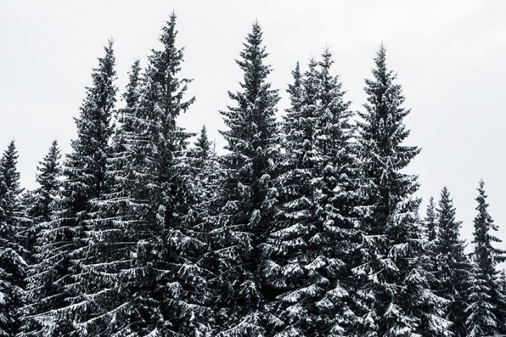 scenic view of pine forest with tall trees covered with snow on