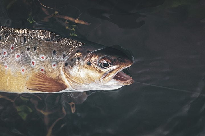 Trout caught on a bait.