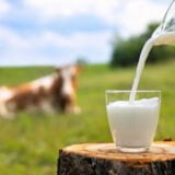 Savossa maatalouden myyntituloista 80 % tulee maidosta ja lihasta.