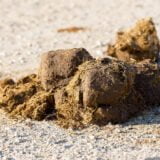 Elephant Dung