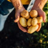 cropped view of rancher holding fresh potatoes in cupped hands,