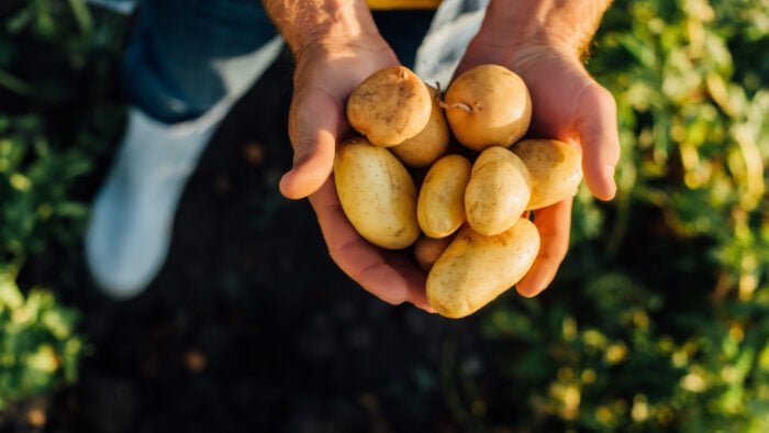 cropped view of rancher holding fresh potatoes in cupped hands,