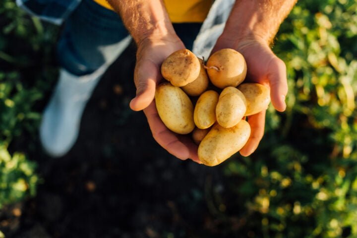 cropped view of rancher holding fresh potatoes in cupped hands,