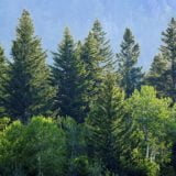 Pine Forest in Wilderness Mountains