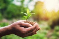 hand holding young plant and green background with sunshine. eco