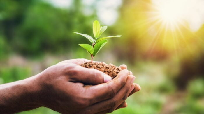 hand holding young plant and green background with sunshine. eco