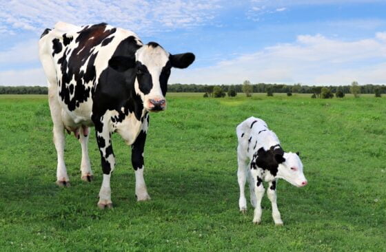 Holstein cow standing with newborn calf in the field on a sunny