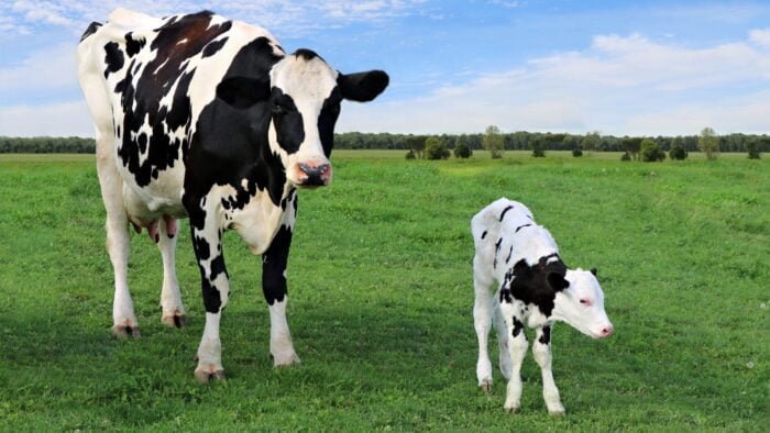 Holstein cow standing with newborn calf in the field on a sunny