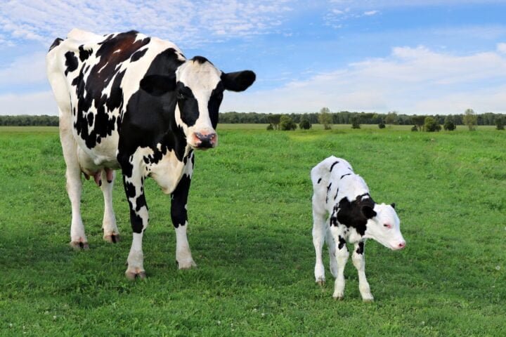 Holstein cow standing with newborn calf in the field on a sunny
