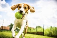 Beagle dog running