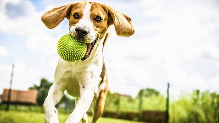 Beagle dog running