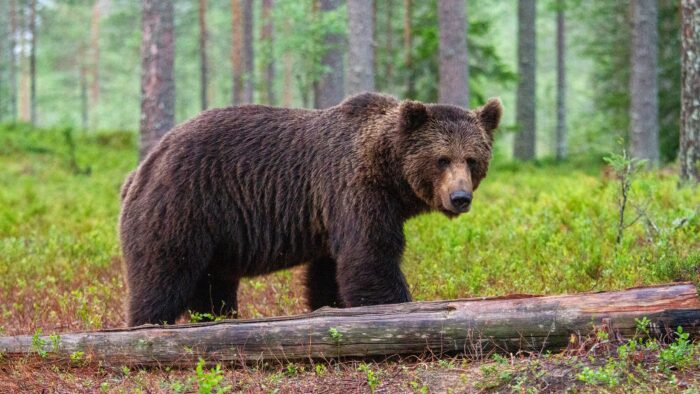 untouched nature of finland scandinavia europe