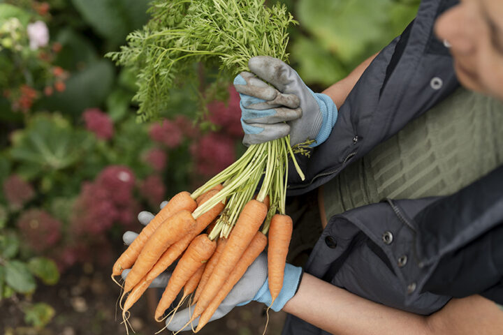 Close-up of woman holding bunch of carrots in urban garden