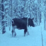 Hirvi riistakamerassa verkko