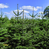 Plantation with Christmas trees (picea abies, Norway spruce), in