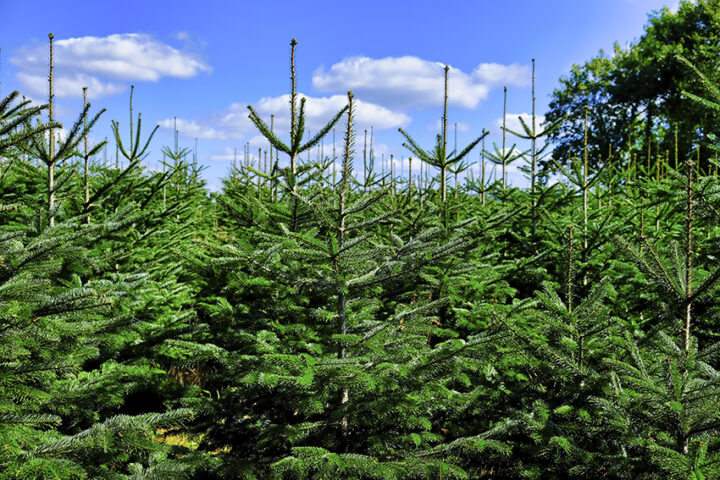 Plantation with Christmas trees (picea abies, Norway spruce), in