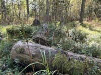 Metsä puut puita kuvituskuva 3