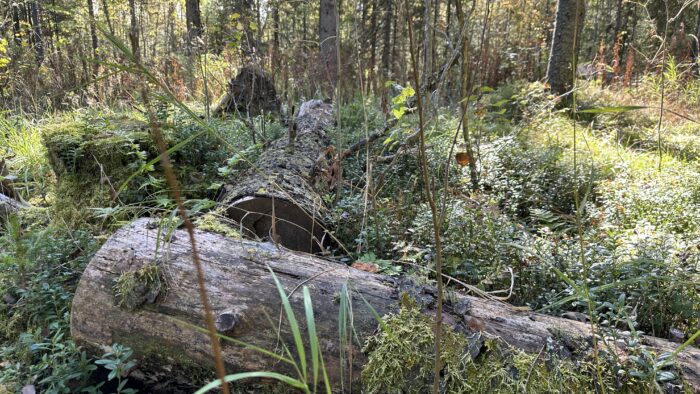 Metsä puut puita kuvituskuva 3