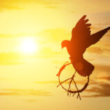 silhouette of pigeon dove holding branch