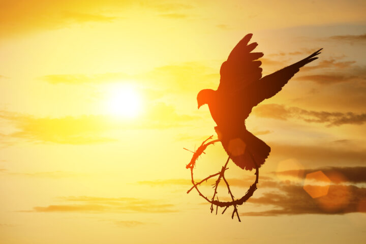 silhouette of pigeon dove holding branch