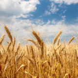 Yellow wheat against the sky. Ukraine.