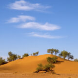 Acacia trees in Sahara desert on orange sand dundes, at Mhamid,