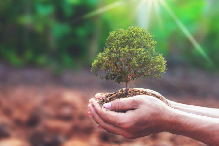 Tree planting on volunteer family's hands for eco friendly and c