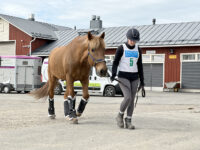 hevonen hinkula some