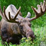 – Sain olla taas muutaman päivän ystävien kanssa metsästysreissulla Pohjois-Suomessa, kirjoittaa Matti Jokitalo.