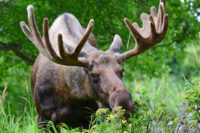 moose eating greens