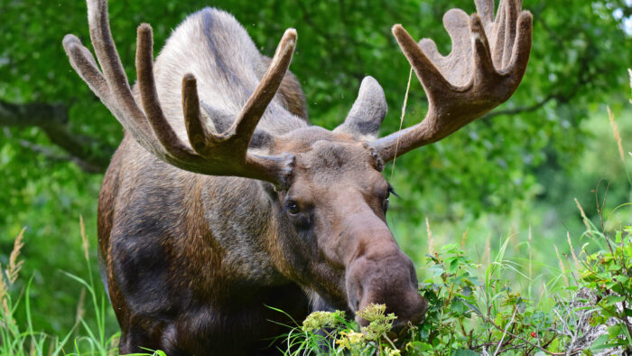 moose eating greens