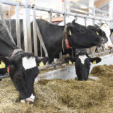 Maataloustukia ei saa vain sillä, että kun paperit on kunnossa, muistuttaa Kaarlo Humaloja. Kuva on kuvituskuva