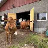 Kiuruvedellä maatalous on maamme kräkeä. Tässä Suomen karjaa Sini Tikasen tilalla.