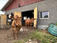 Kiuruvedellä maatalous on maamme kräkeä. Tässä Suomen karjaa Sini Tikasen tilalla.