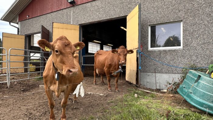 Kiuruvedellä maatalous on maamme kräkeä. Tässä Suomen karjaa Sini Tikasen tilalla.