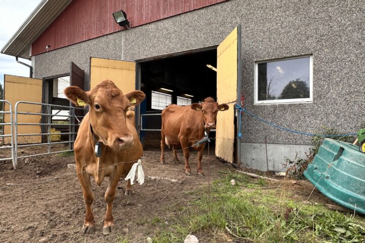 Kiuruvedellä maatalous on maamme kräkeä. Tässä Suomen karjaa Sini Tikasen tilalla.