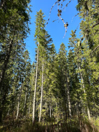 metsa_puu_puut_kuvaaja_aku_laatikainen_netti