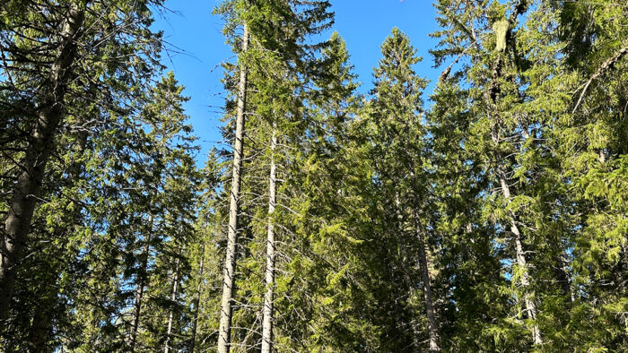 metsa_puu_puut_kuvaaja_aku_laatikainen_netti