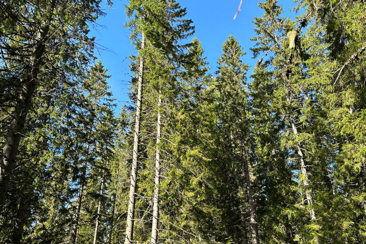 metsa_puu_puut_kuvaaja_aku_laatikainen_netti