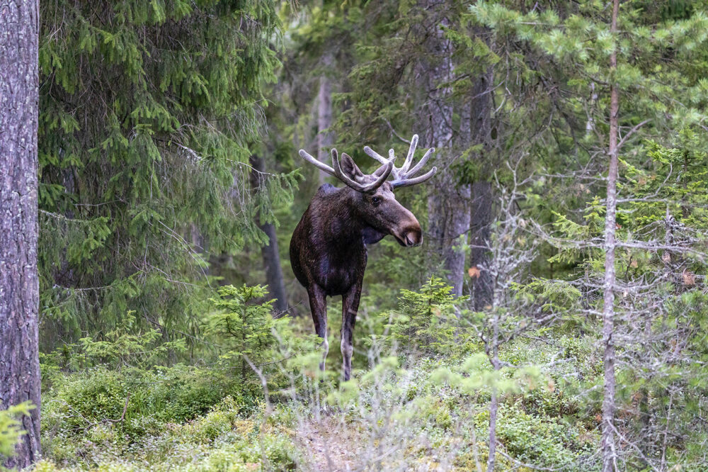 moose in the woods