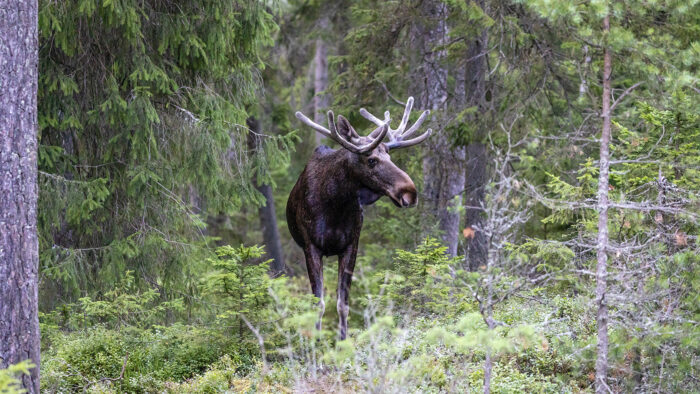 moose in the woods