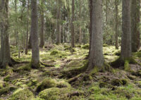 Tree forest landscape. Forest therapy and stress relief. Farnebo