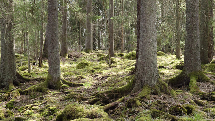 Tree forest landscape. Forest therapy and stress relief. Farnebo