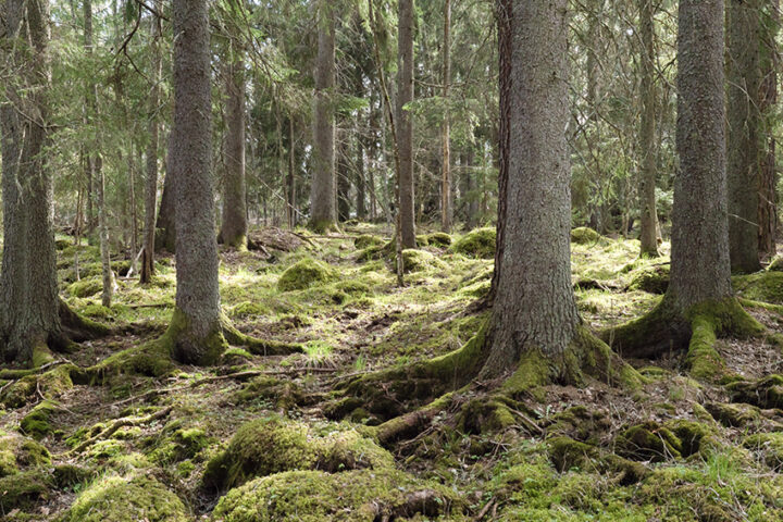 Tree forest landscape. Forest therapy and stress relief. Farnebo