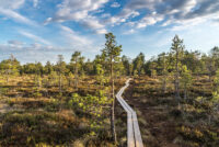 Hiking trail in the swamp.Lake Savojärvi,Finland.