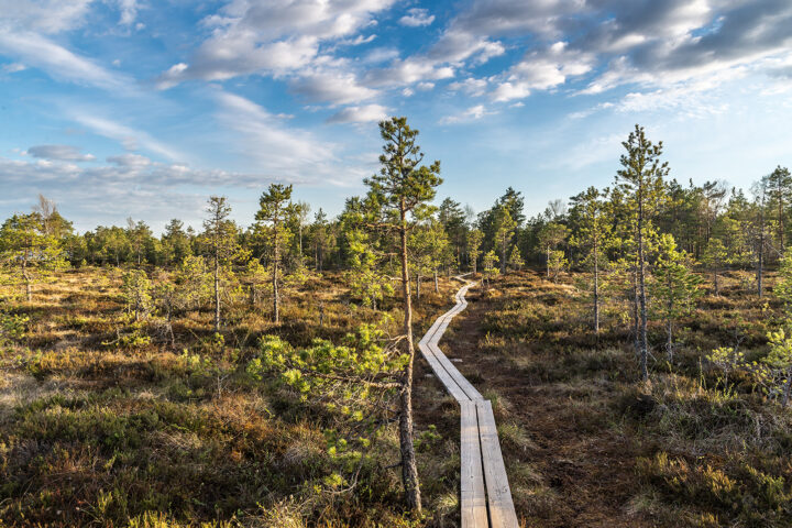 Hiking trail in the swamp.Lake Savojärvi,Finland.
