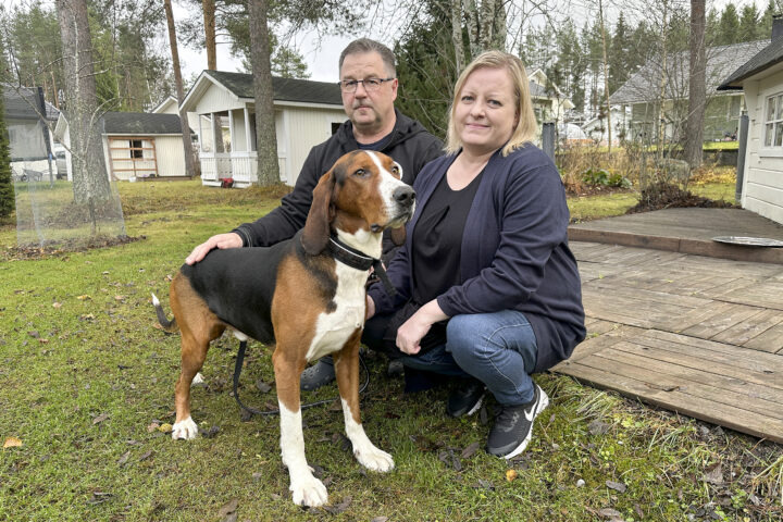 Korpikelon Kaiku eli Jaro ajokoirien Pohjois-Savon piirinmestari sekä omistajat Janne ja Nina Kattainen_käsitelty